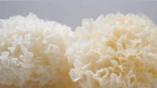 Tremella Fuciformis: The Ancient Secret to Radiant Skin